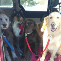boogity-dog-walking-dog-van