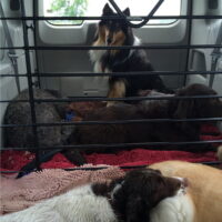 boogity-dog-walking-dog-van-3