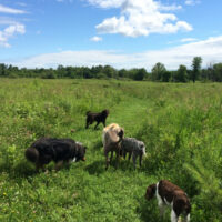 boogity-dog-walking-off-leash-dogs-outdoor-5