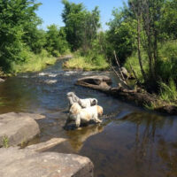 boogity-dog-walking-off-leash-dogs-outdoor-6