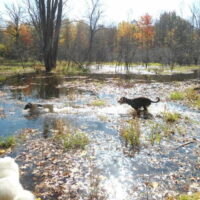 boogity-dog-walking-off-leash-dogs-outdoor-7