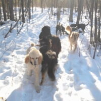 boogity-dog-walking-off-leash-dogs-outdoor-8