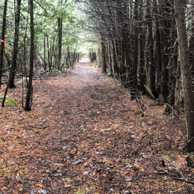 boogity-dog-walking-outdoor-fall-forest-trail