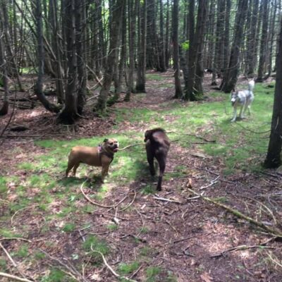 boogity-dog-walking-outdoor-forest-trail-group1