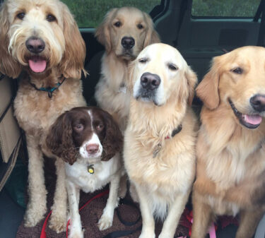 dog-pack-van-fleet-boogity-dog-walking