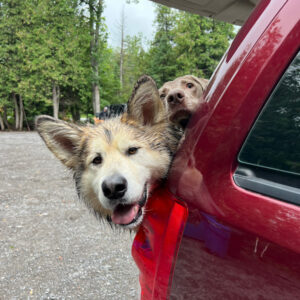 dog-pack-walk-van-fleet-1440