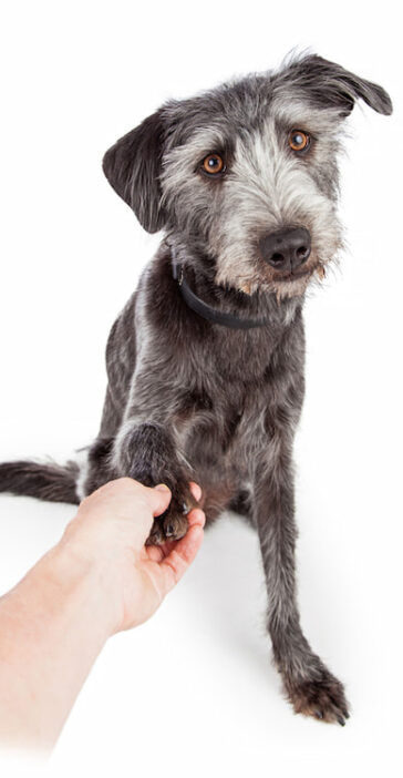 dog-paw-shake-boogity