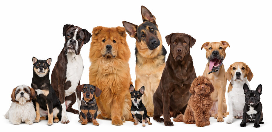 dogs-pack-boogity-dog-walking