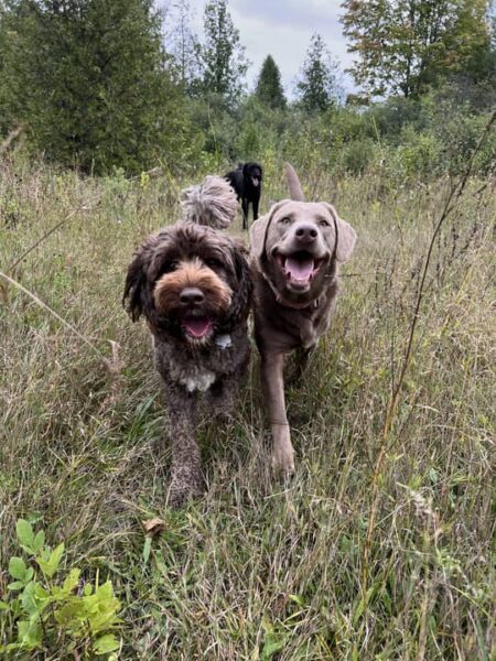 doodle-lab-outdoor-boogity-dog-walking