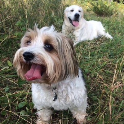 happy-dog-walk-field-boogity