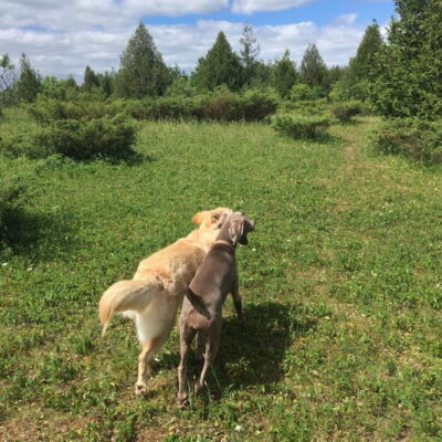 off-leash-dog-walk-field-boogity