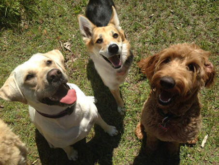 off-leash-dog-walking-pack
