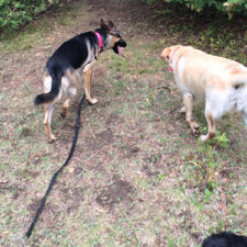 our-process-free-leash-boogity-dog-walking