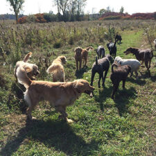 our-process-no-leash-boogity-dog-walking