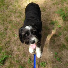 our-process-on-leash-boogity-dog-walking