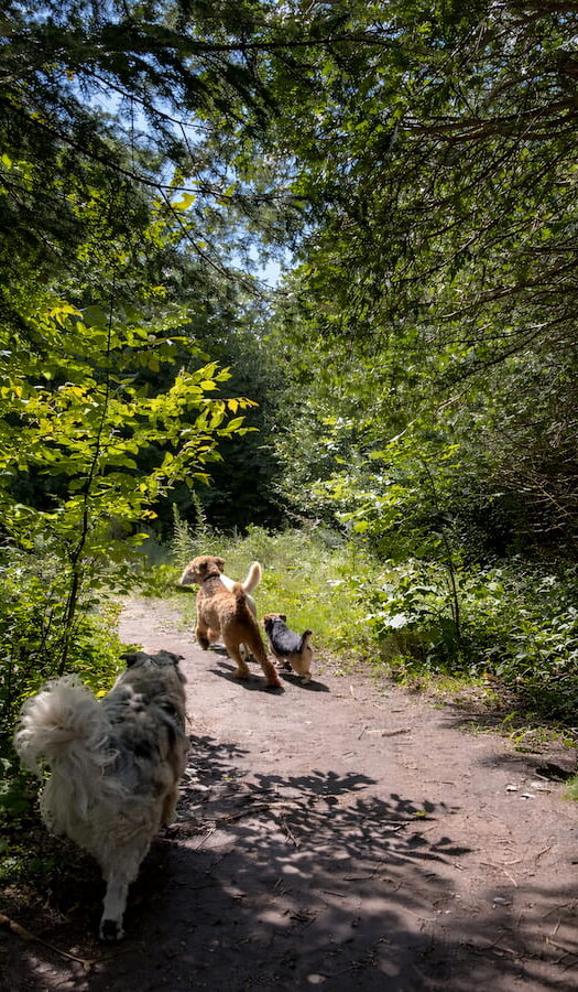 outdoor-dog-park-off-leash-boogity