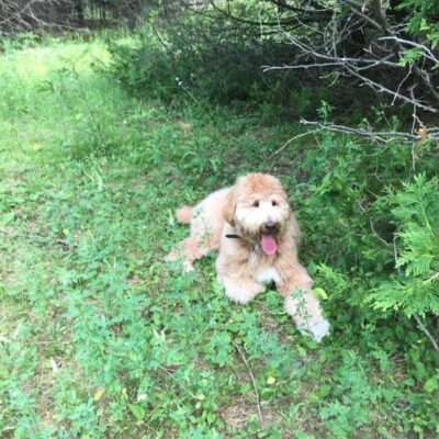 resting-doodle-off-leash-dog-walking-boogity