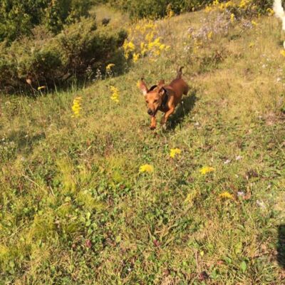 running-dachshund-off-leash-dog-walking-field-boogity