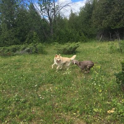 running-dogs-off-leash-dog-walking-field-boogity