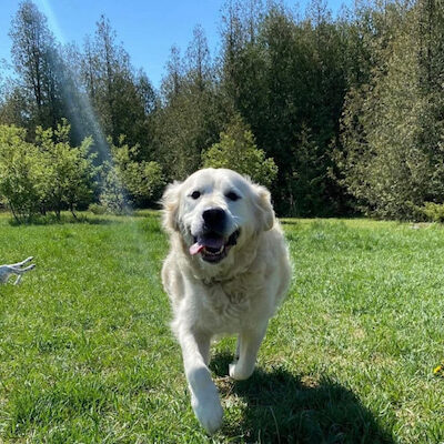 running-retriever-off-leash-dog-walking-field-boogity