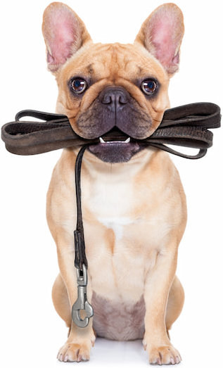 small-dog-off-leash-holding-leash
