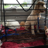 dog-fleet-van-pack-boogity-dog-walking