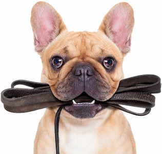 small-dog-off-leash-holding-leash-mobile
